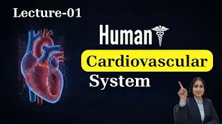 Lecture 1: Cardiovascular System | Anatomy & Physiology Series 
