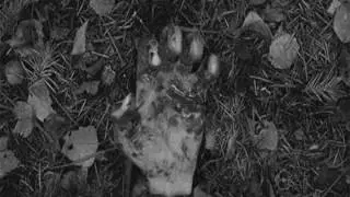 O .GIF: Pode Acontecer com Qualquer Pessoa [Creepypasta - 01]