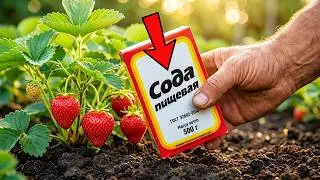 GIVE THE STRAWBERRIES SODA AND YOU WILL HARVEST BUCKETS!