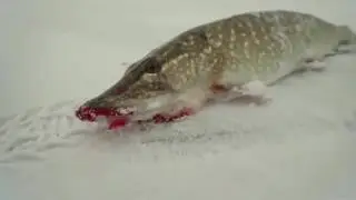 Бешенный клев щуки