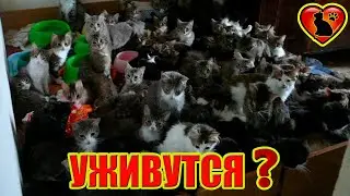 Смогут ли ужиться несколько кошек в одном доме?
