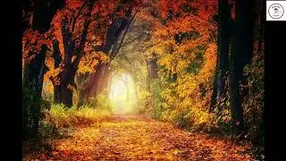 Relaxation Music For Meditation, Study & Sleep