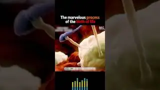 Birth of Life