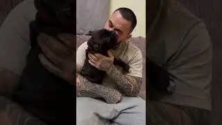 Отличный подарочек к НГ🎄Девочка американский булли🥰 