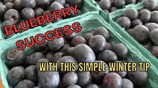 BLUEBERRY WINTER PREP FOR SUMMER SUCCESS!!