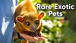 Most Unusual Animals People Keep As Pet | Rare and Unique Exotic Pets