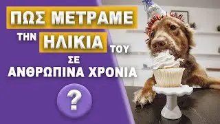 Πώς Υπολογίζω την Ηλικία του Σκύλου σε Ανθρώπινα Χρόνια?