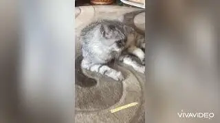Котик Шотландский-Барсик
