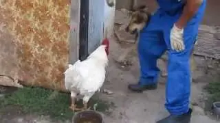 Дайте подраться петуху!!!