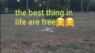 Enjoying Her Life as a Stray Dog