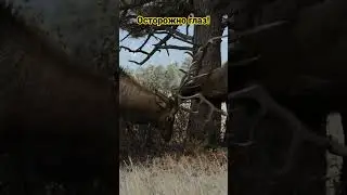 Красивое зрелище! 