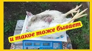 Плохие новости+ утренний обзор моей птицы (бройлеры, индюки) + объявление. Досмотрите до конца!