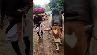 #bigcow