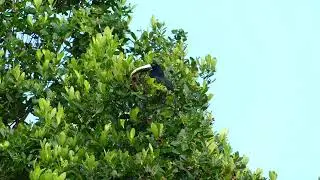 Black-Necked Aracari (Pteroglossus aracari atricollis) foraging, French Guiana