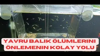 Yavru Balık Ölümlerini Nasıl Önleriz