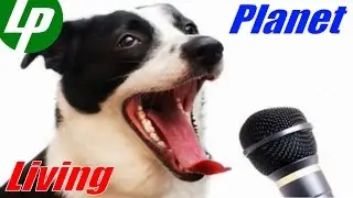 Dog singing with the bell ringing :)
