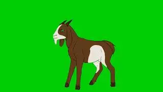Goat green screen animation@Editor G