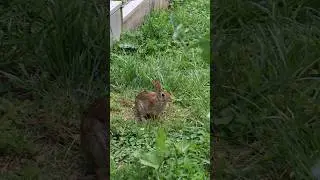 Rabbits broke into the garden! #rabbit #gardening #gardenlife