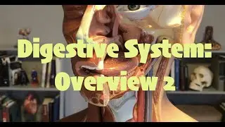 Digestive Overview 2