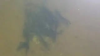 Les silures de Loire
