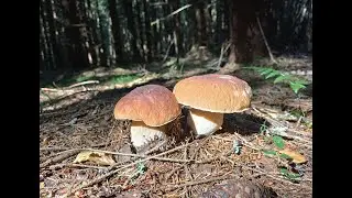 Белые грибы на старт!  Любимый ближний ельник 28 06 24