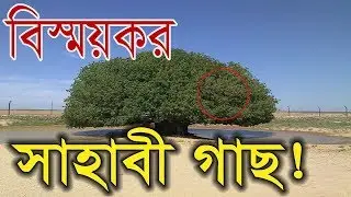 সাহাবী গাছ বিশ্বনবীর বিস্ময়কর মোজজা ║ The Blessed Tree History Al Safawy Jordan ║ @MrProblemTv