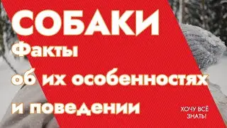 🐕 Собаки: Факты об их особенностях и поведении.