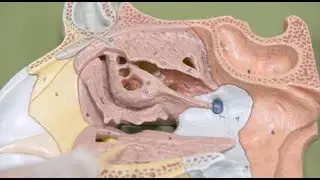 Paranasal sinus anatomisi- Sinus paranasales