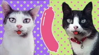 Funny Cats Compote and Peel and a new Sausage challenge for Cats from Lisa
