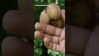 Shell which contains rubber seeds #rubber #agriculture #seeds