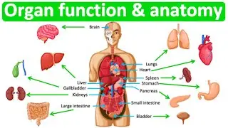 Major organ functions & anatomy 👫| Quick & easy learning video