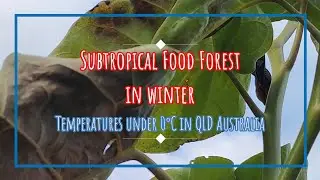 What Happens to the Food Forest in Subtropical Australia When the Temperature Falls Under 0°C?!!