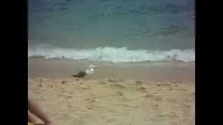 Фильм про чайку