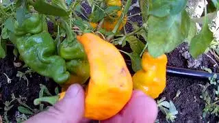 Monkey Face Yellow. Hot pepper variety