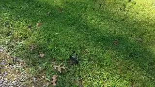 How to set Victor Out O'Sight Mole Trap 0631 Video #1