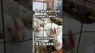 FINAL!! MINI FARM.
