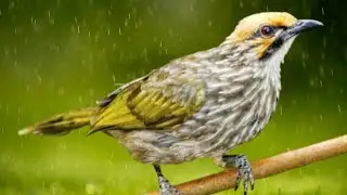 The Straw Headed Bulbul Song Is So Beautiful