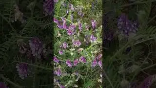 Гарного дня і чудового настрою