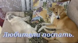 Любители поспать