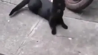 Cat's caught cheating. Things about to get ugly.