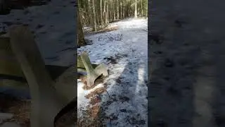 Virtual Walk through Canadian Forest (With Natural Sounds)