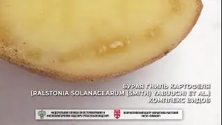 Бурая гниль картофеля (Ralstonia solanacearum (Smith) Yabuuchi et al.) комплекс видов