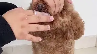Зубная щётка для собак и кошек с кейсом.