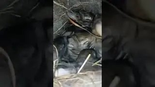 Bunnies
