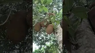 lamkhuang