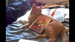 Jackson the Cat looks at Rape Themed Anime