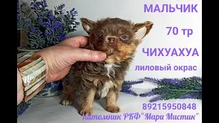 #ЩЕНКИ_чихуахуа_ПРИВИТЫ_документы_РКФ