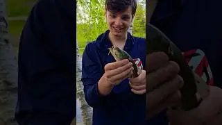 Here in North Carolina, we like to respect wildlife.