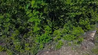 Варварская вырубка Сибирской тайги 😳😔