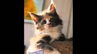 Главный куновод